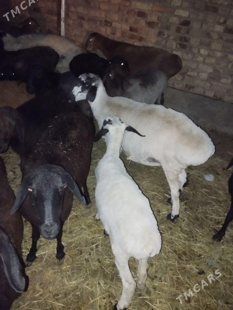 goyun goc - Туркменабат - img 1