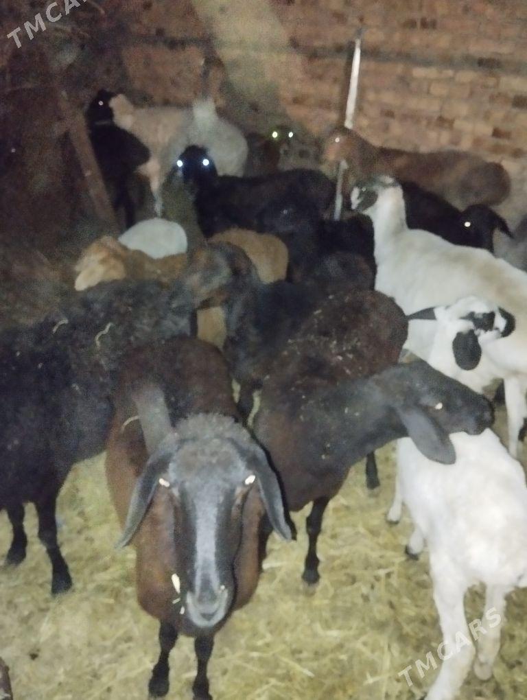 goyun goc - Туркменабат - img 3