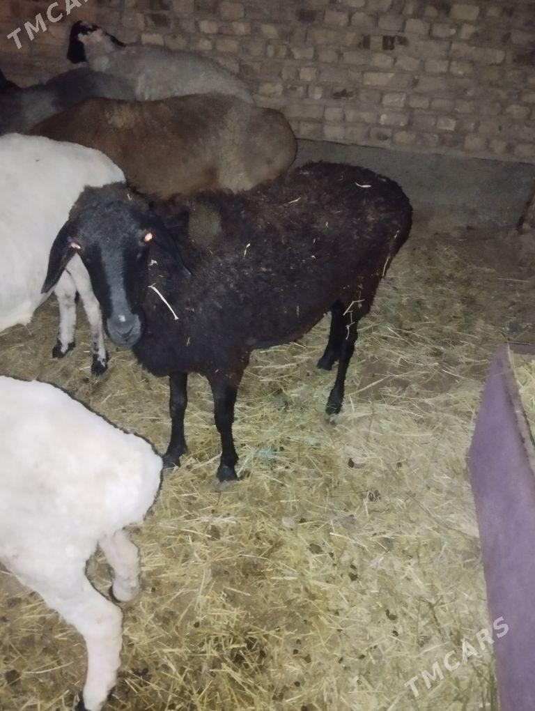 goyun goc - Туркменабат - img 9