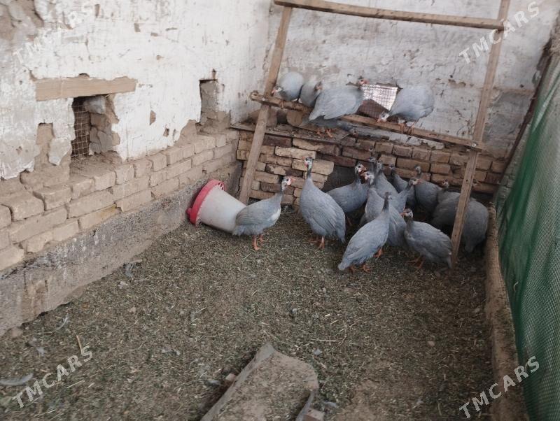 induk yumurtga - Baýramaly - img 1