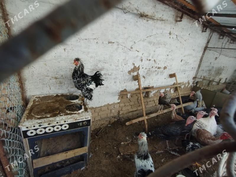 induk yumurtga - Baýramaly - img 2