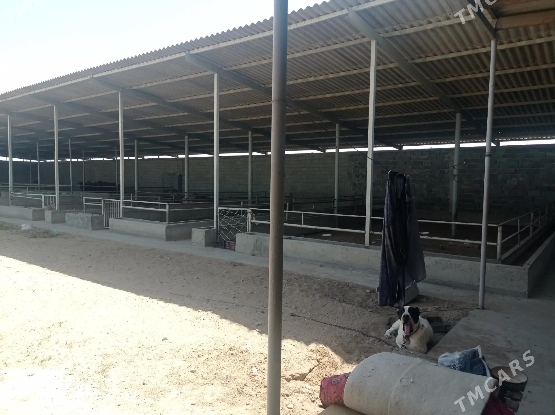 Satlyk Ferma️️️ - Ак-Бугдайский этрап - img 1