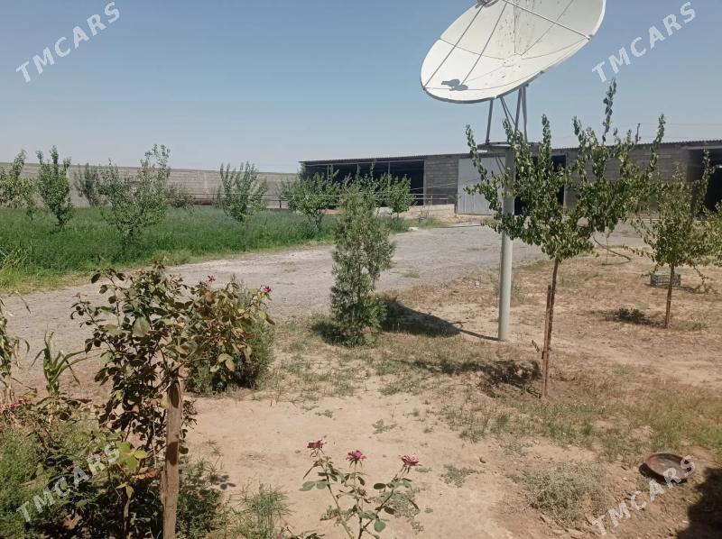 Satlyk Ferma️️️ - Ак-Бугдайский этрап - img 9