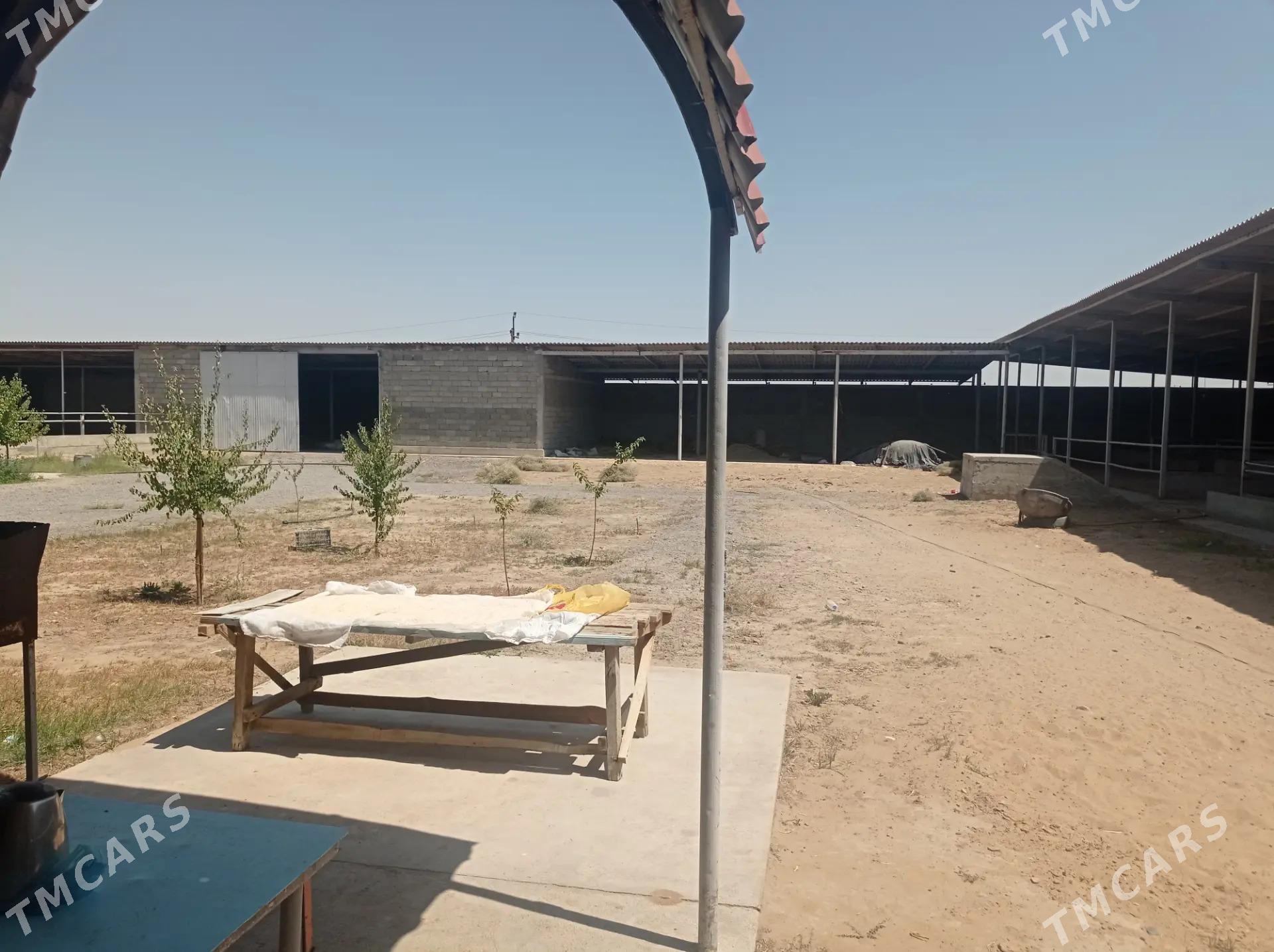 Satlyk Ferma️️️ - Ак-Бугдайский этрап - img 3