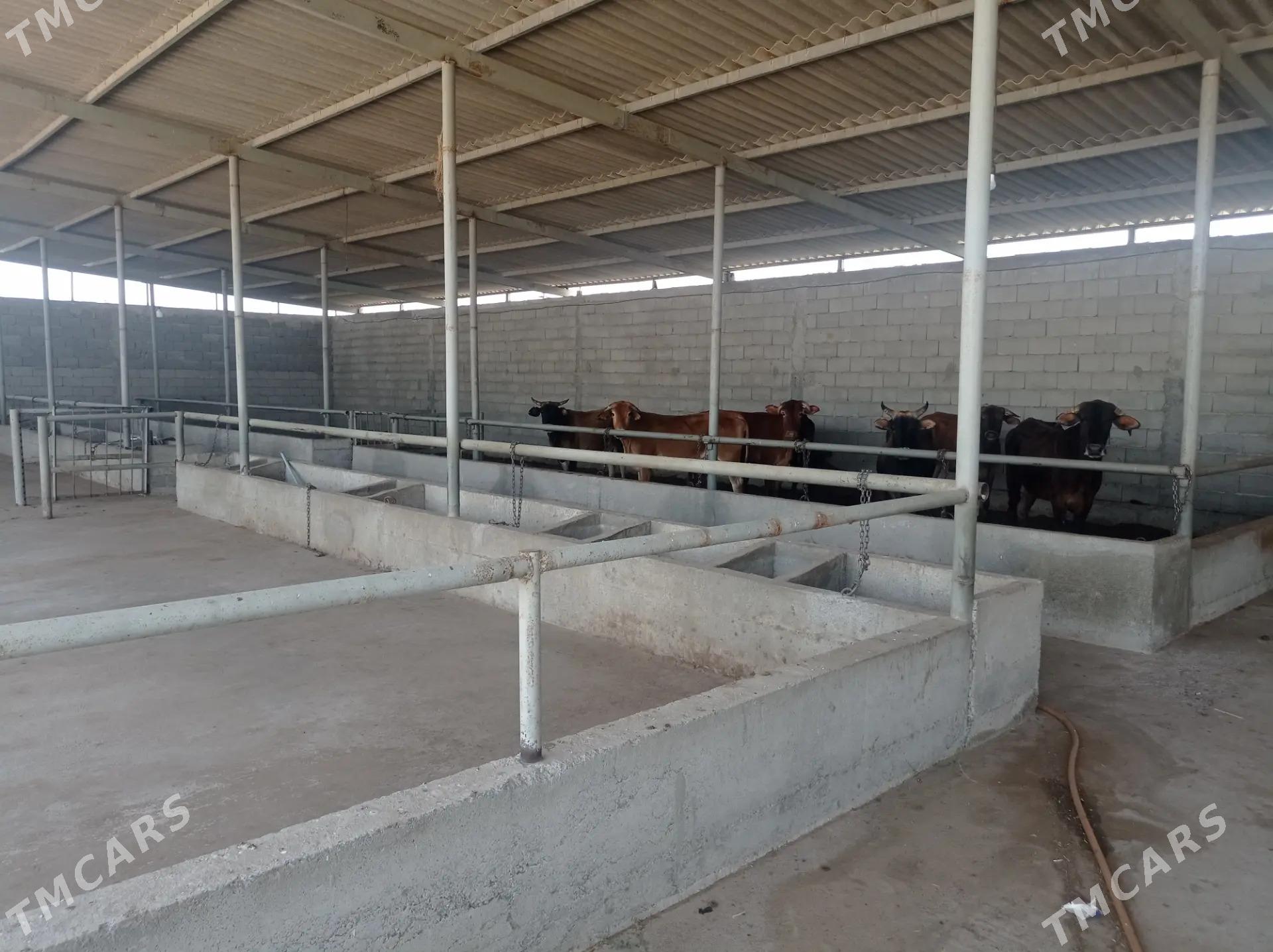 Satlyk Ferma️️️ - Ак-Бугдайский этрап - img 2