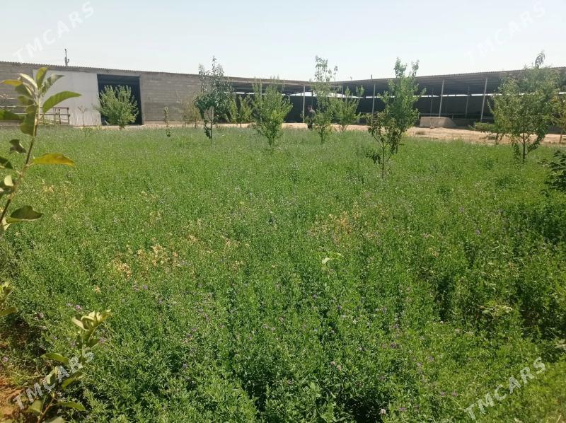 Satlyk Ferma️️️ - Ак-Бугдайский этрап - img 10