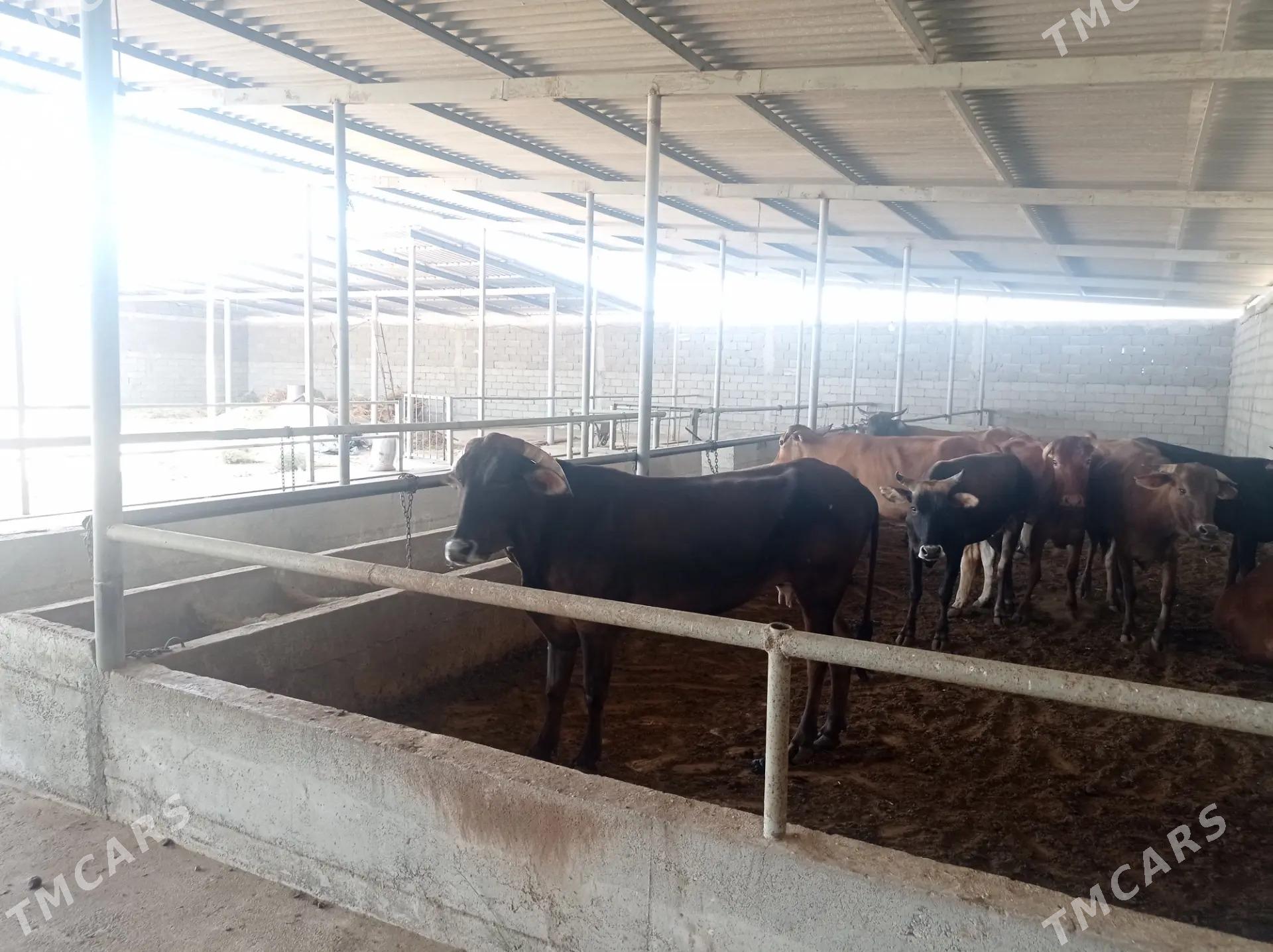 Satlyk Ferma️️️ - Ак-Бугдайский этрап - img 8