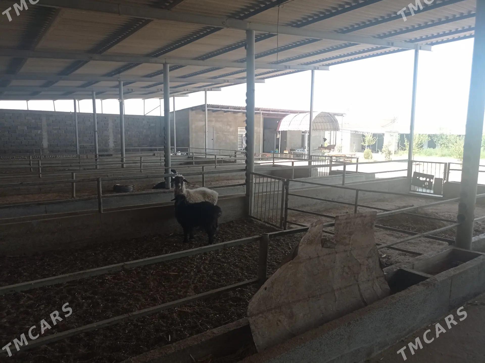 Satlyk Ferma️️️ - Ак-Бугдайский этрап - img 4