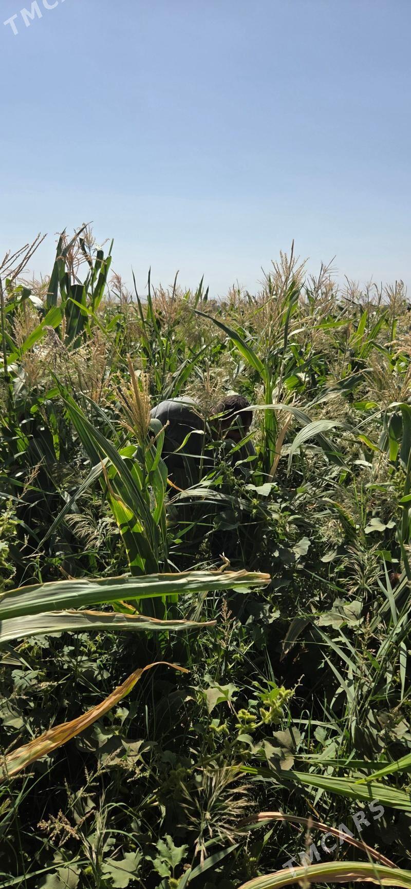 ekin ýer getdar - Ак-Бугдайский этрап - img 2