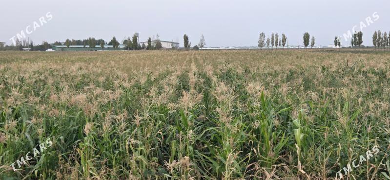 ekin ýer getdar - Ак-Бугдайский этрап - img 1