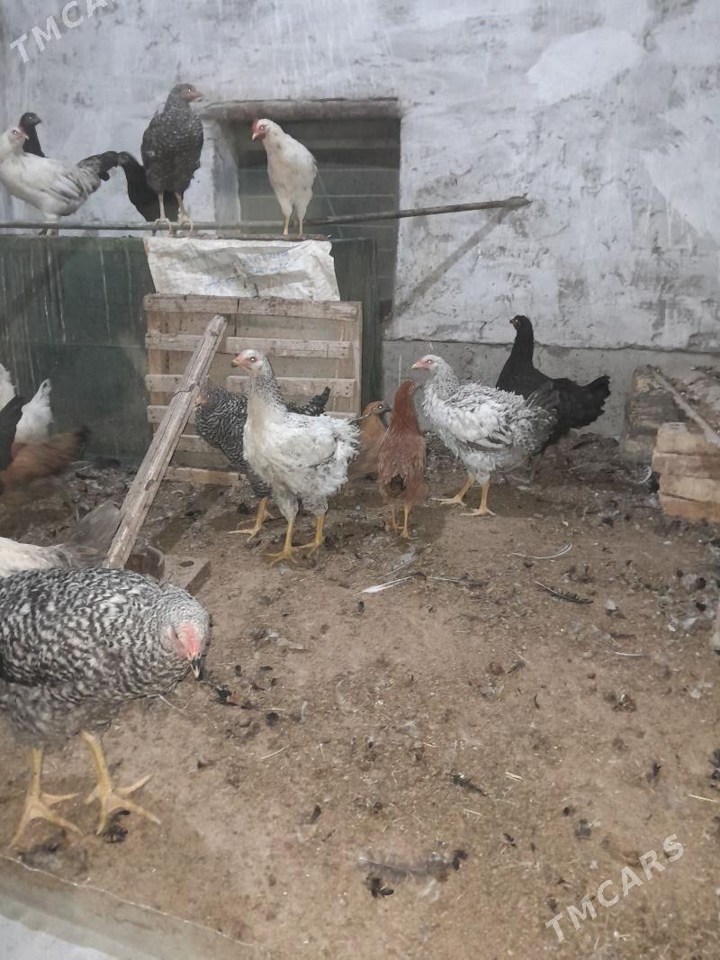 gigant towuk - Sakarçäge - img 1