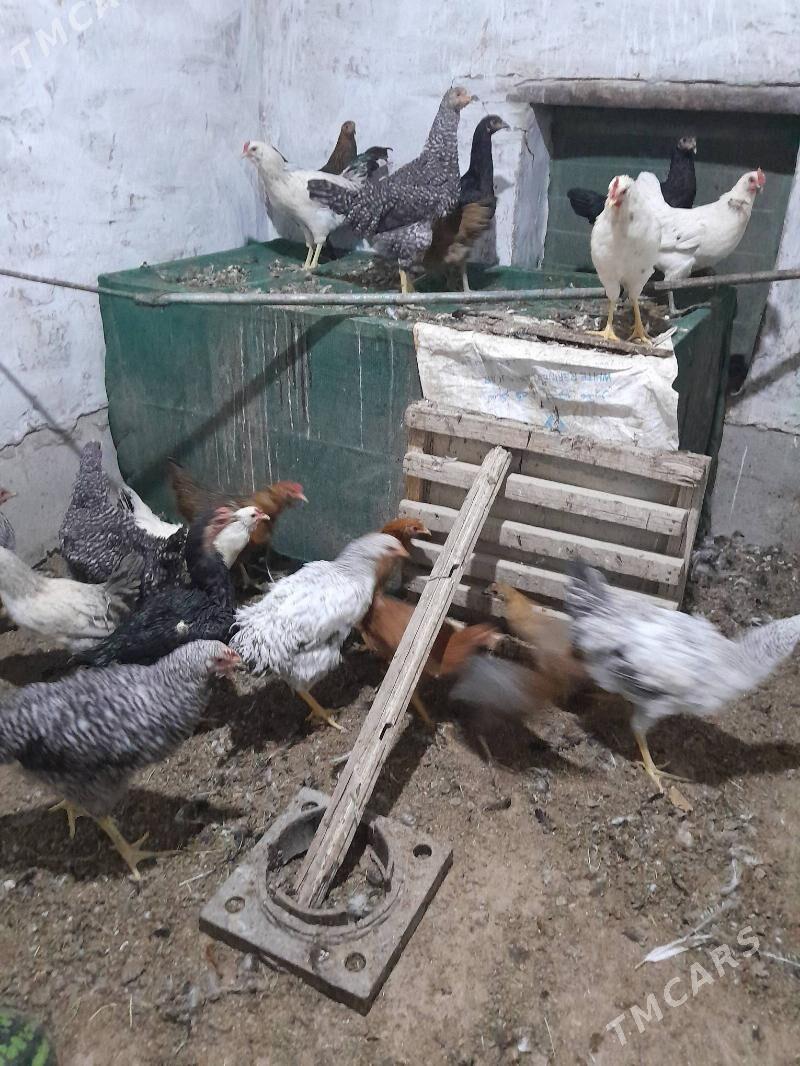 gigant towuk - Sakarçäge - img 2