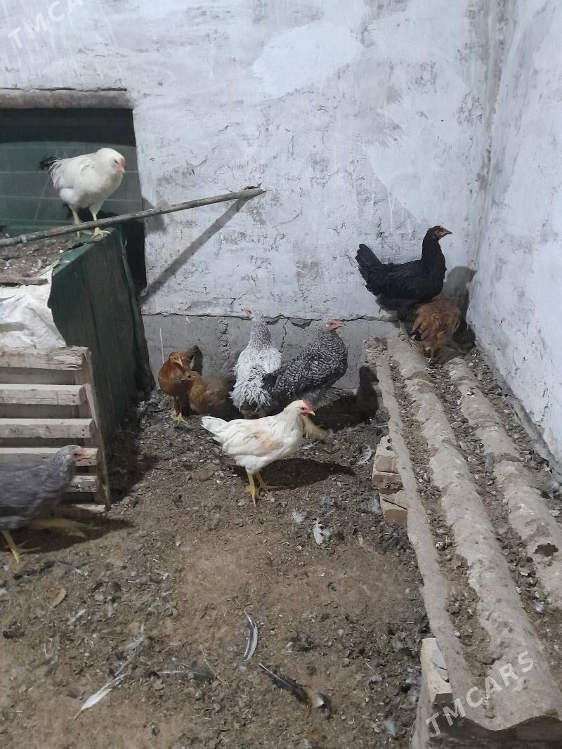 gigant towuk - Sakarçäge - img 7