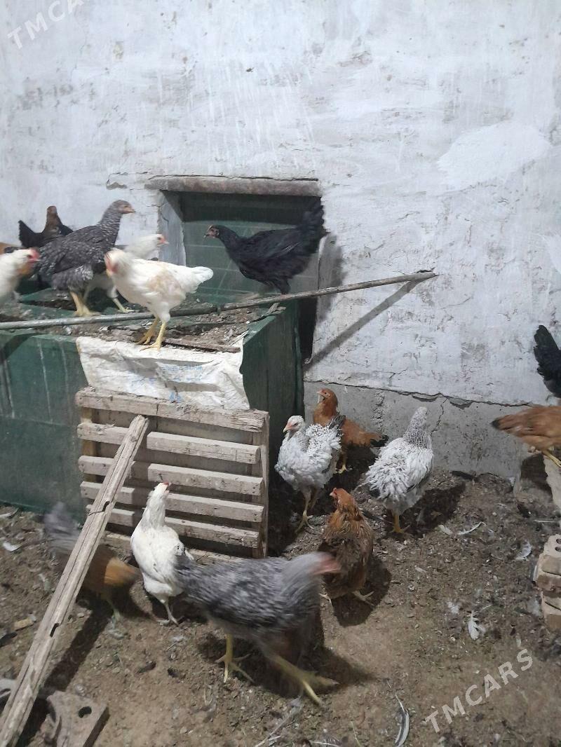 gigant towuk - Sakarçäge - img 6