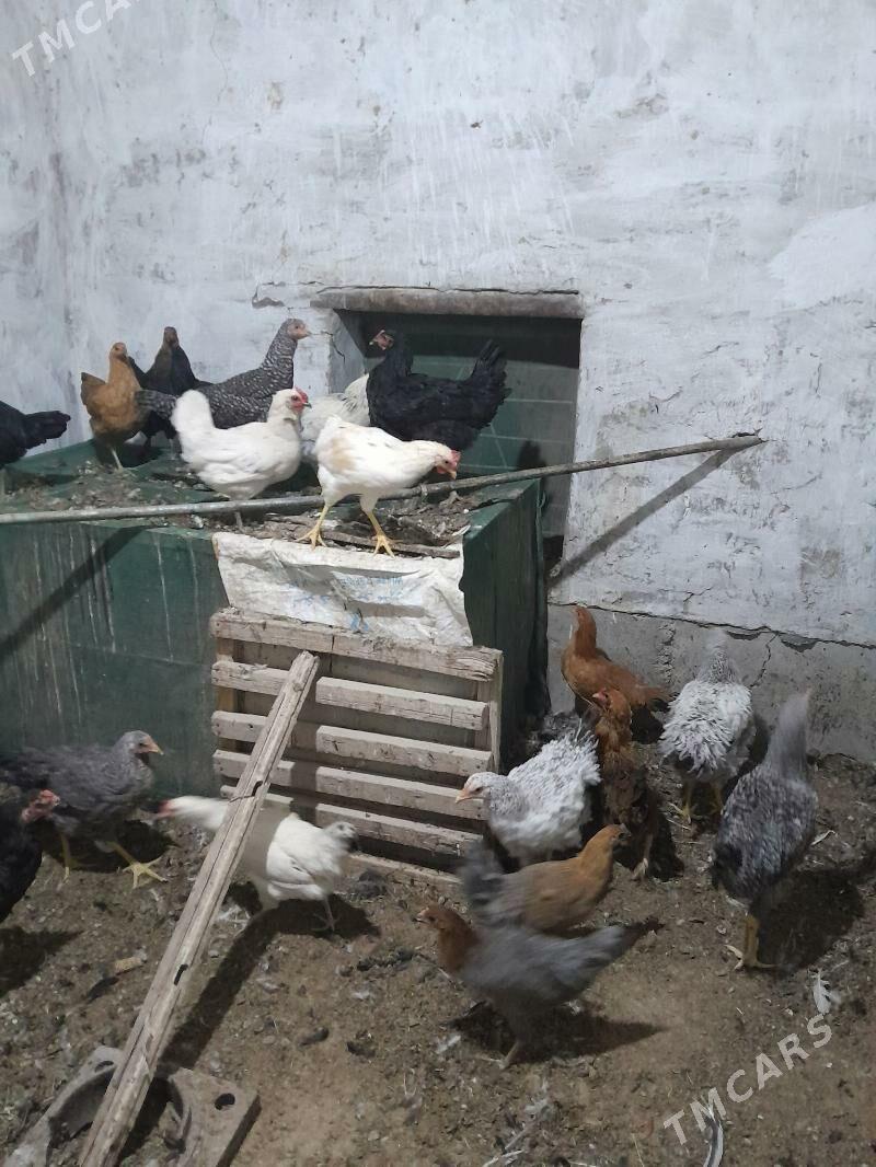 gigant towuk - Sakarçäge - img 4