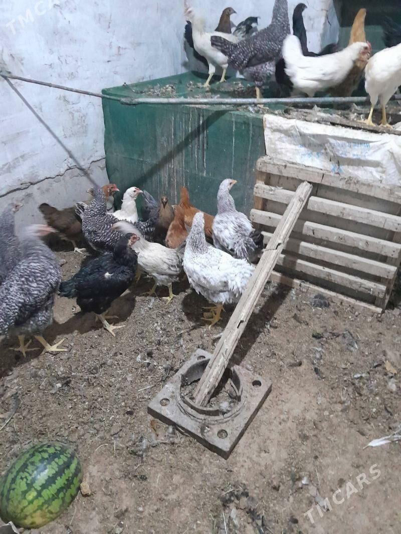 gigant towuk - Sakarçäge - img 5