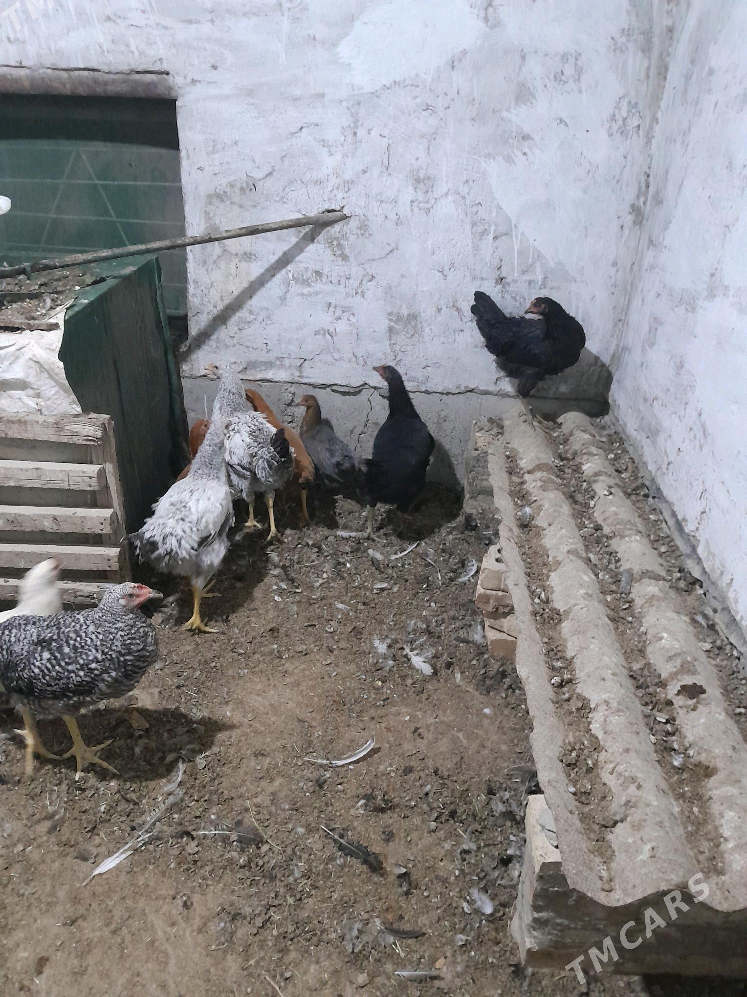 gigant towuk - Sakarçäge - img 8