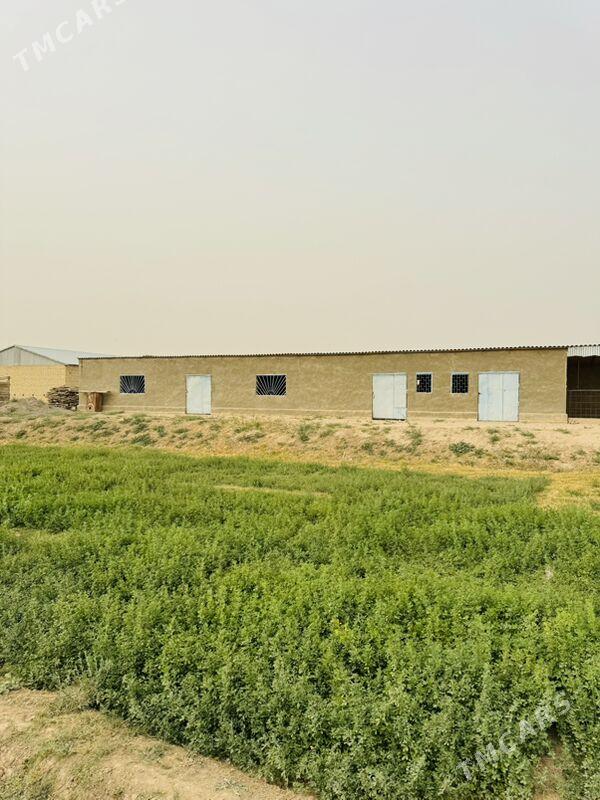 Satlyk Plan Jay 25 sotuk - Байрамали - img 10