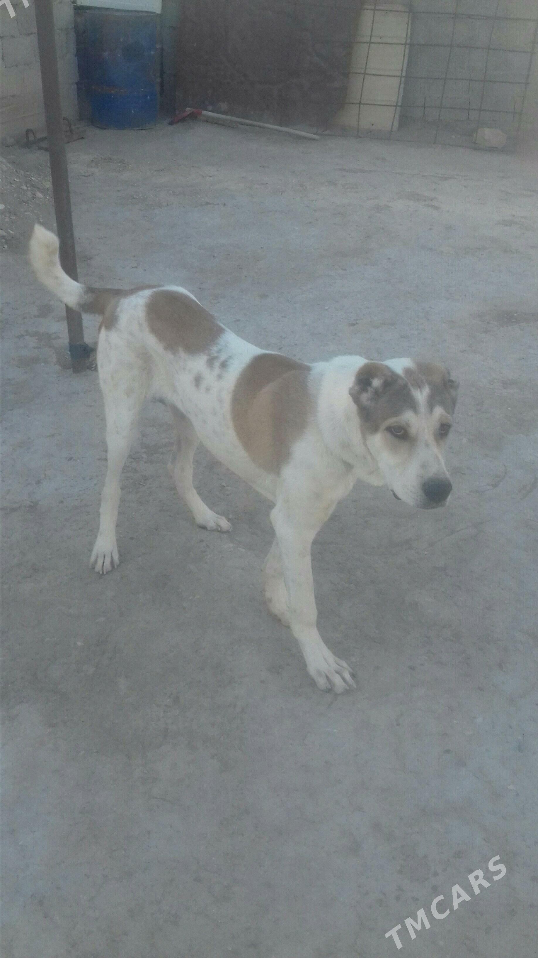 Gaplan - Гумдаг - img 1