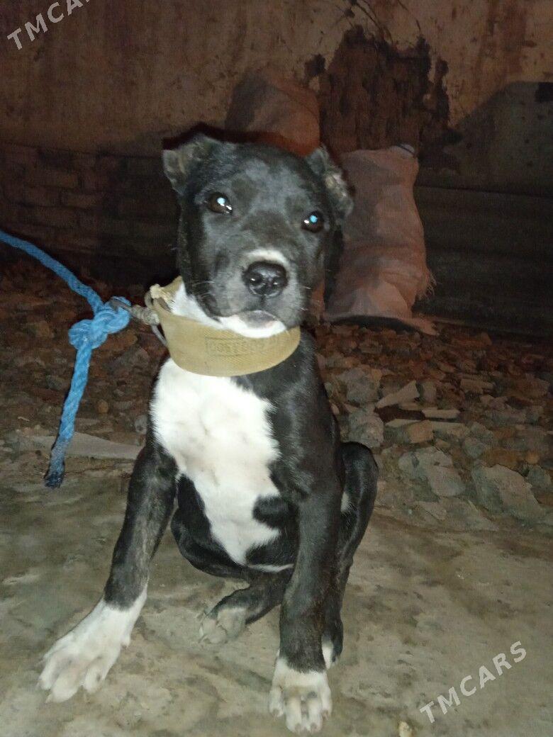 STAFER - Дашогуз - img 2