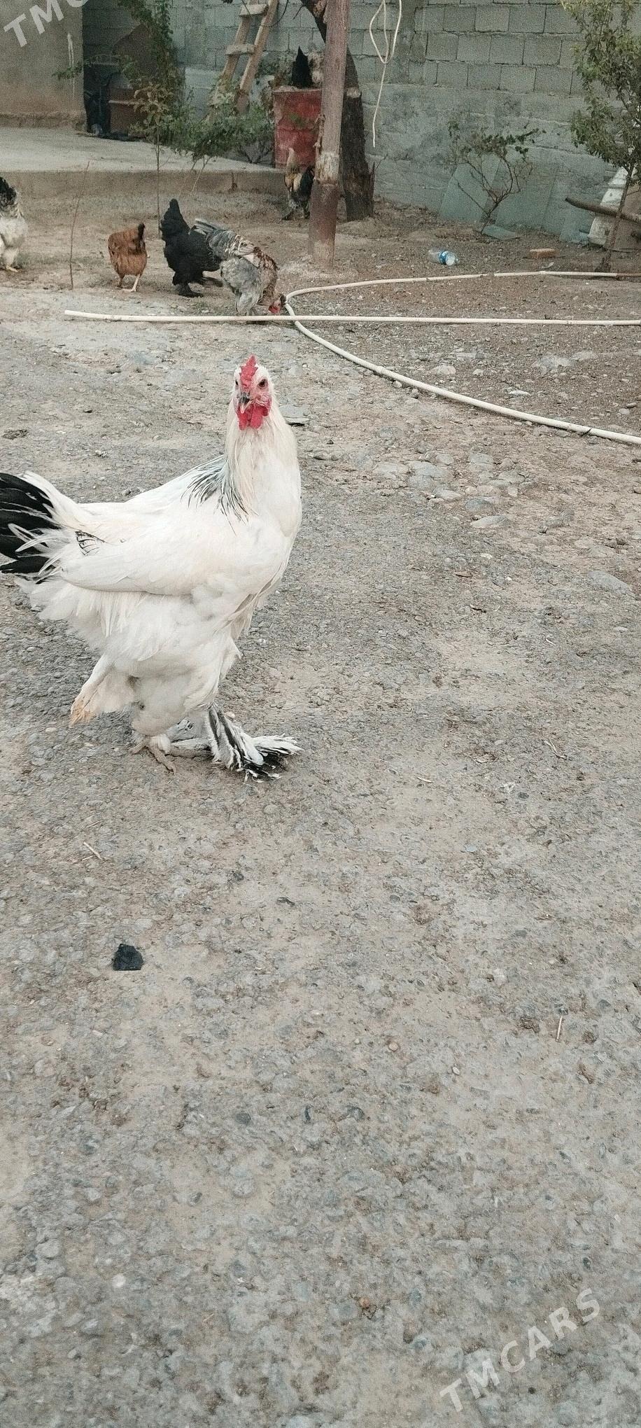 balgar horazlar - Büzmeýin - img 6