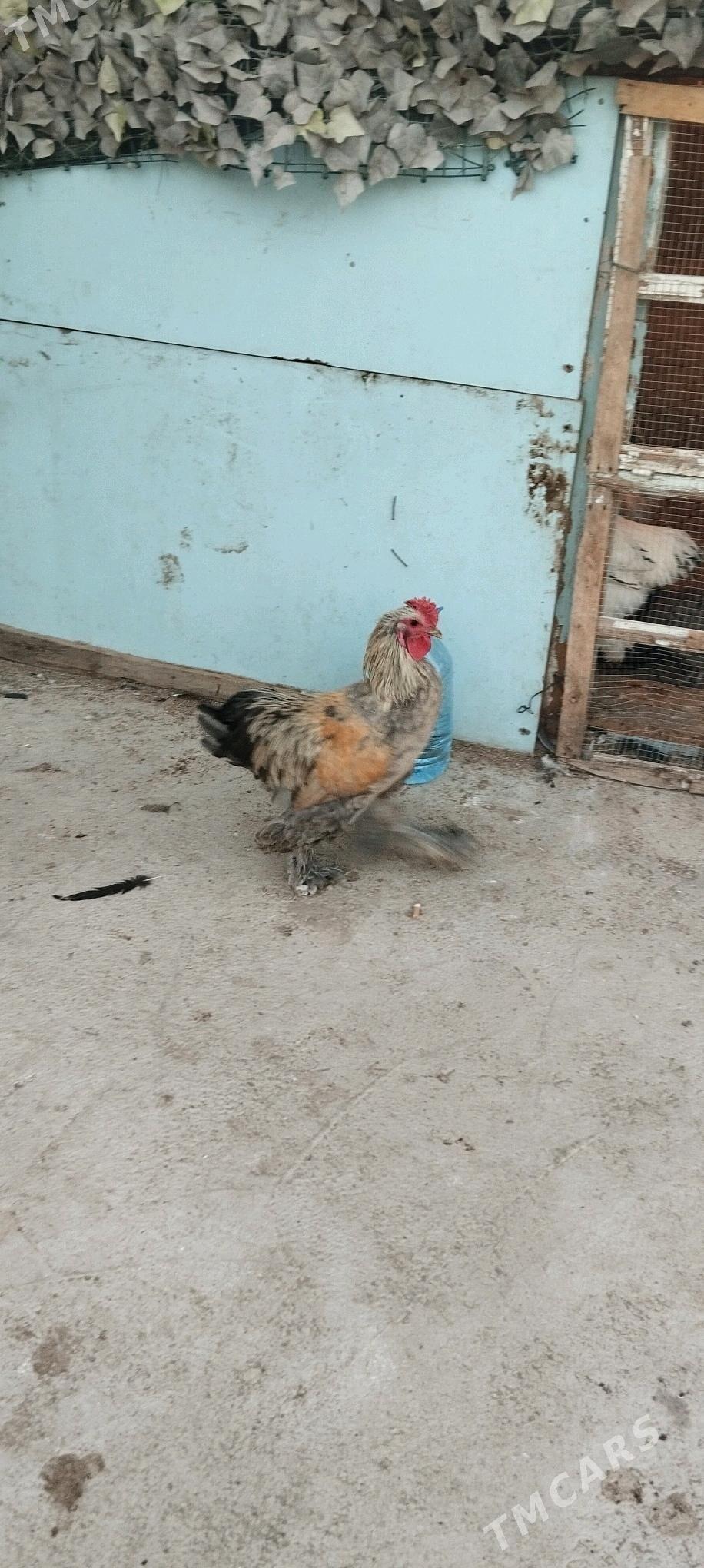 balgar horazlar - Büzmeýin - img 2