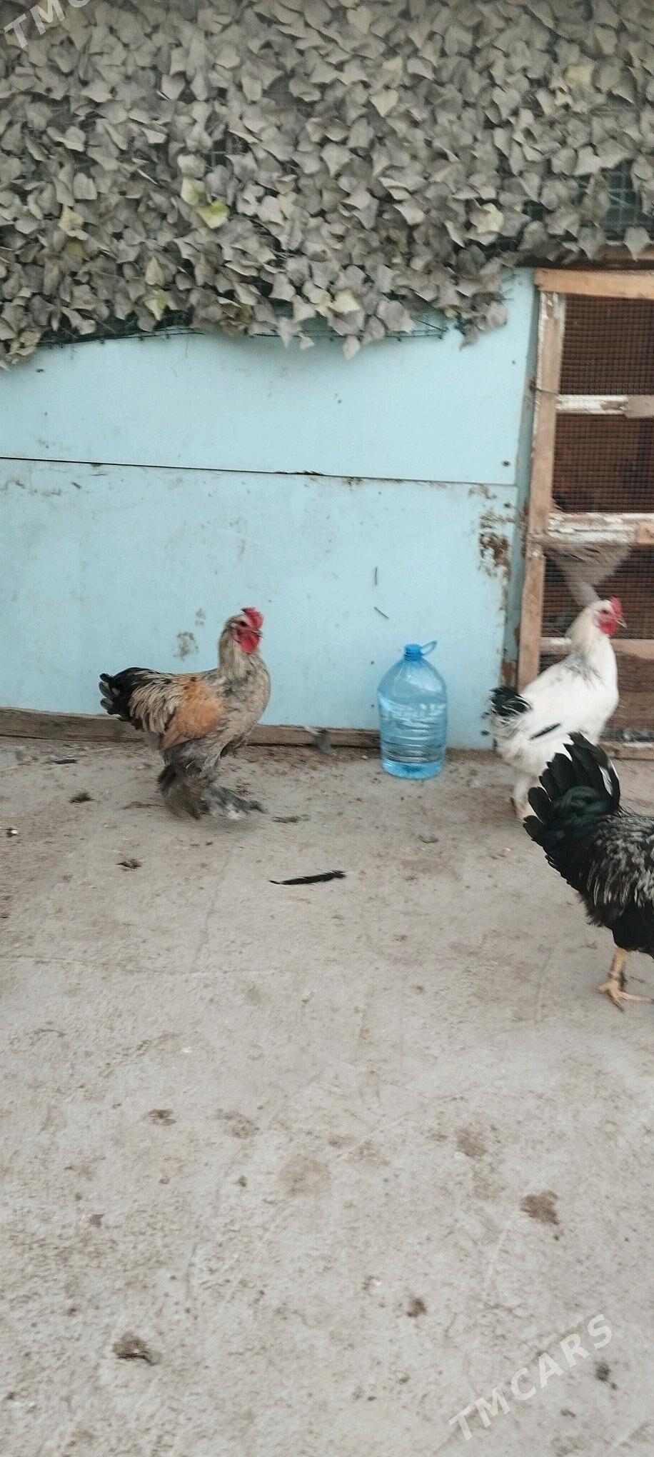 balgar horazlar - Büzmeýin - img 3