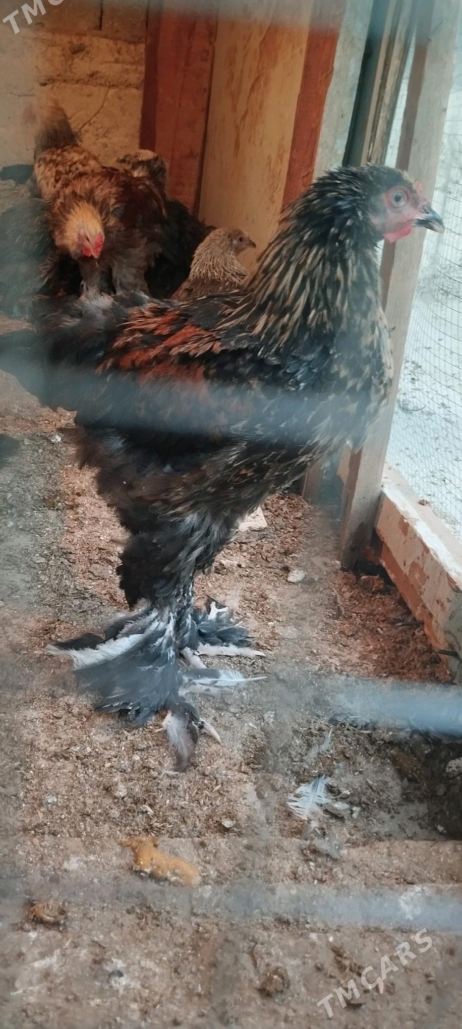 balgar horazlar - Büzmeýin - img 4