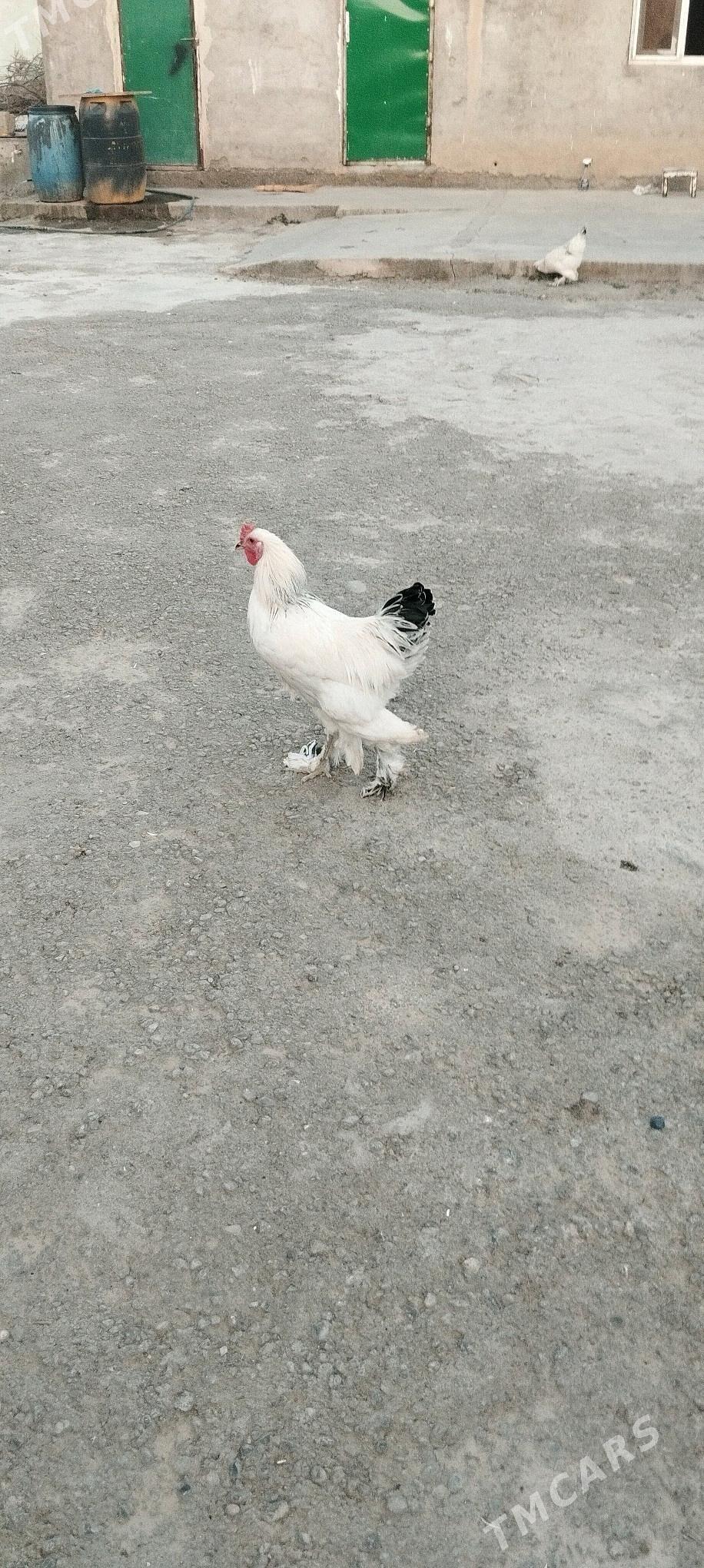 balgar horazlar - Büzmeýin - img 5