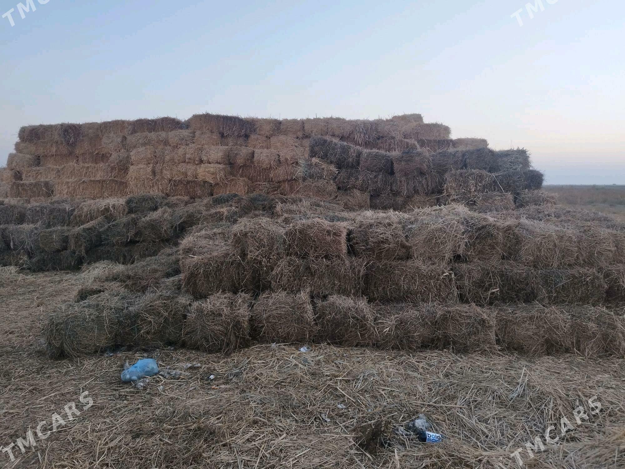 Otlar - Tejen - img 4