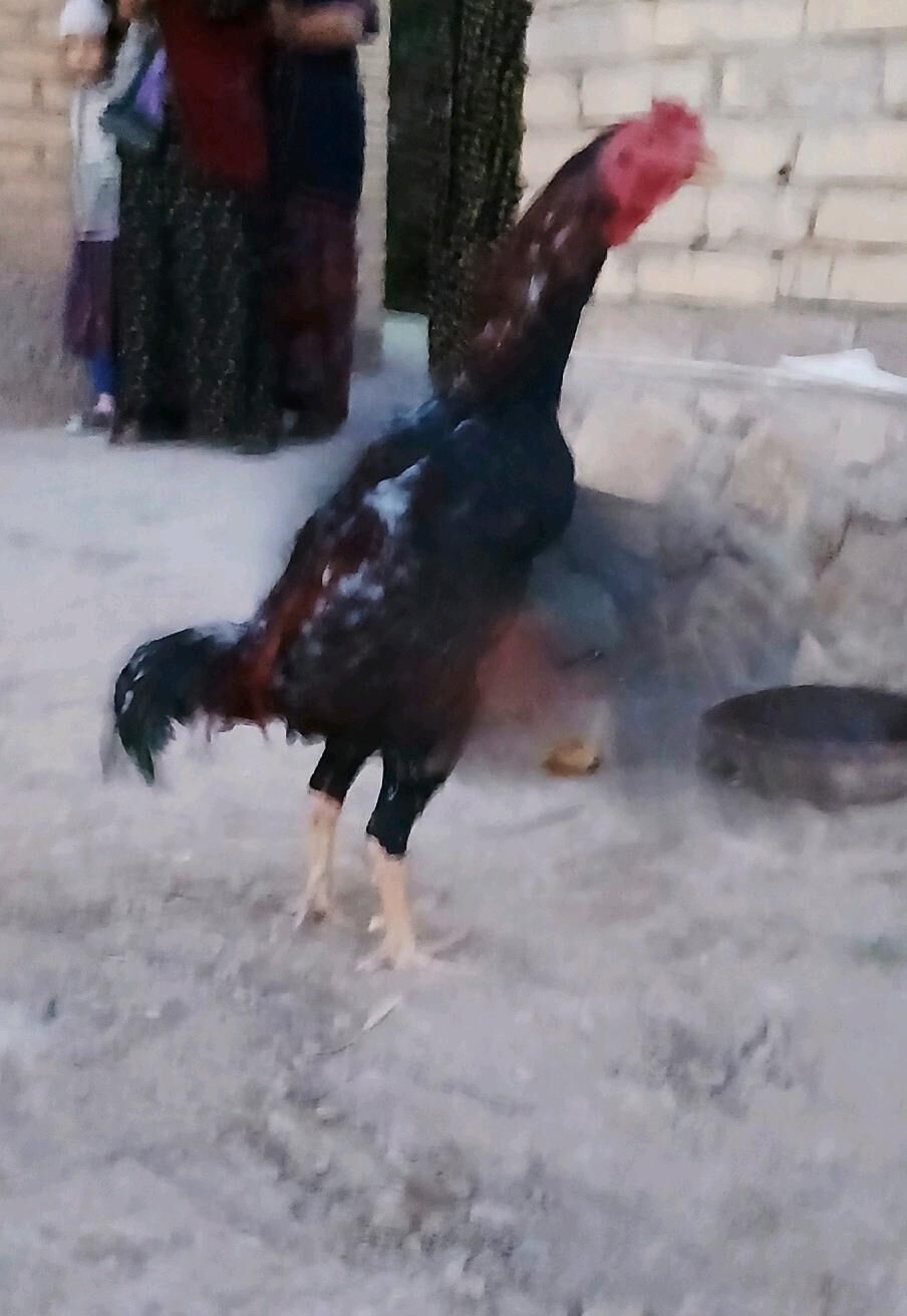 HORAZ - Ходжамбаз - img 1