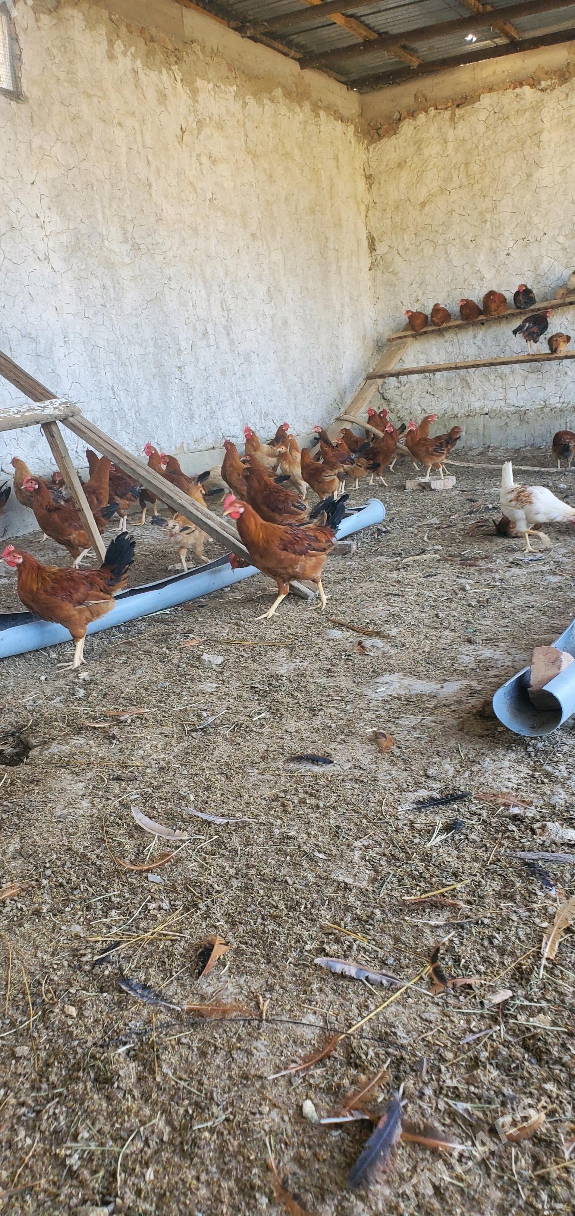 ELIN HORAZ - Бахарден - img 1