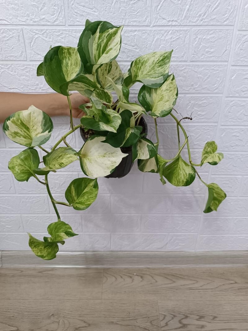 СЦИНДАПСУС МАНЖУЛА - Ашхабад - img 1