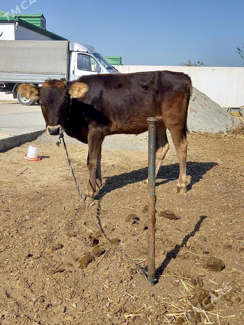 ŞIVET TUWE - Gökdepe - img 1