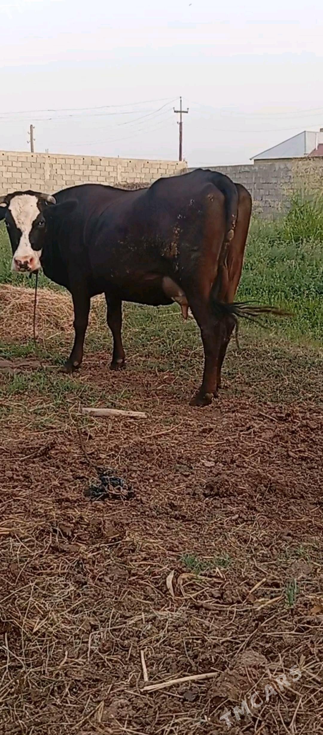 sygyr - Gökdepe - img 2