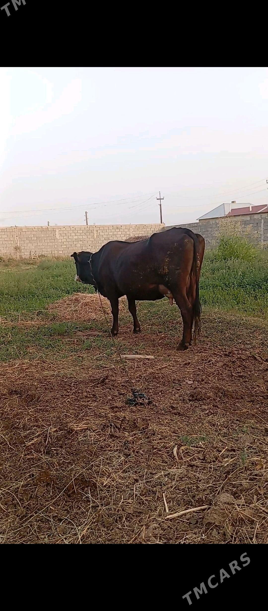 sygyr - Gökdepe - img 4