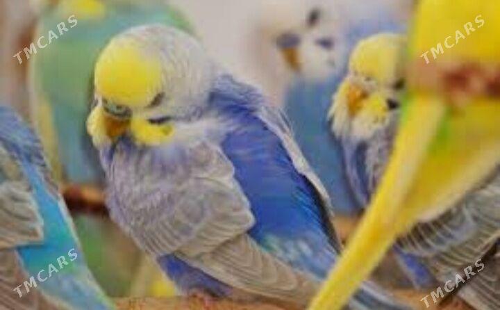 popugay gus kletka - Ашхабад - img 5