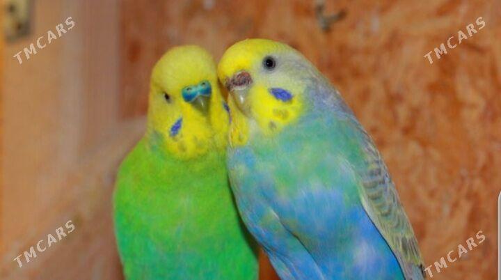 popugay gus kletka - Ашхабад - img 2