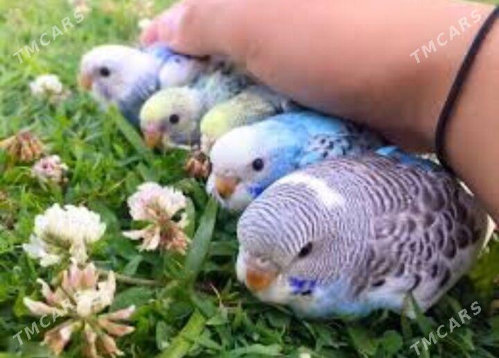 popugay gus kletka - Ашхабад - img 3