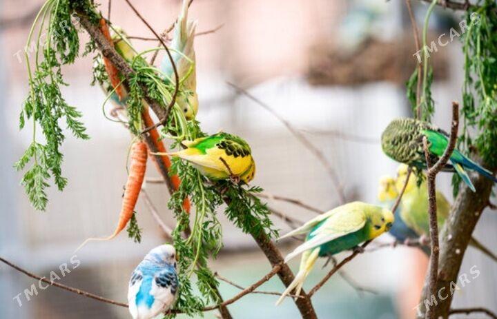 popugay gus kletka - Ашхабад - img 7