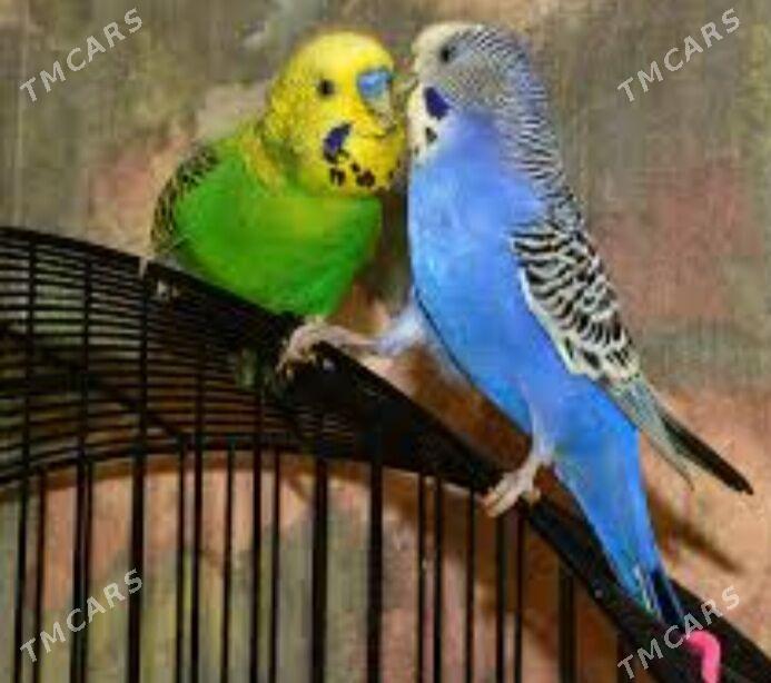 popugay gus kletka - Ашхабад - img 4