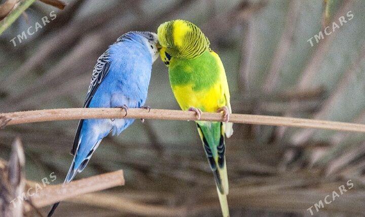 popugay toty gus komplekt - Aşgabat - img 4