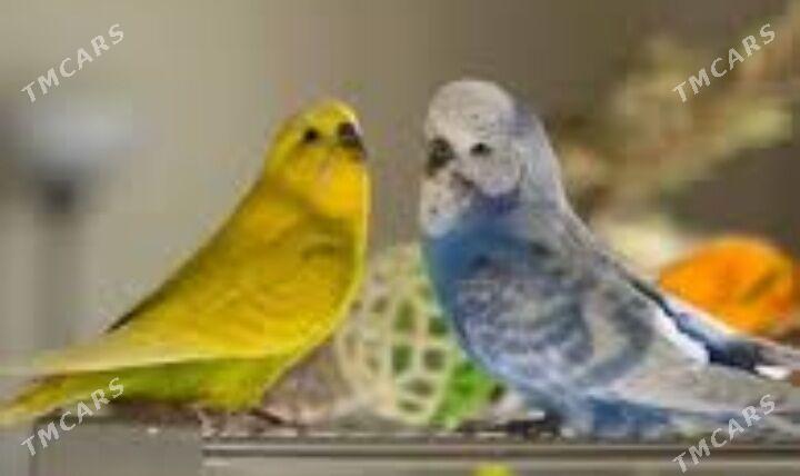 popugay toty gus komplekt - Aşgabat - img 2