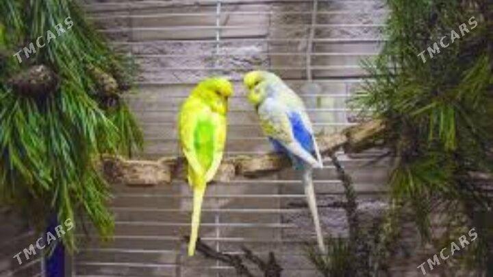 popugay toty gus komplekt - Aşgabat - img 6