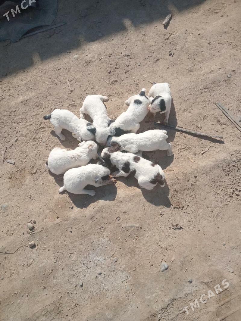 Awçy it - Mary - img 3