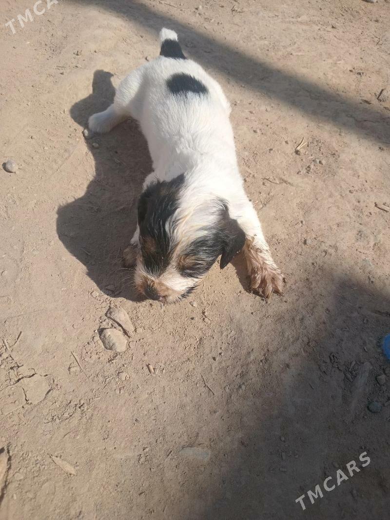 Awçy it - Mary - img 2