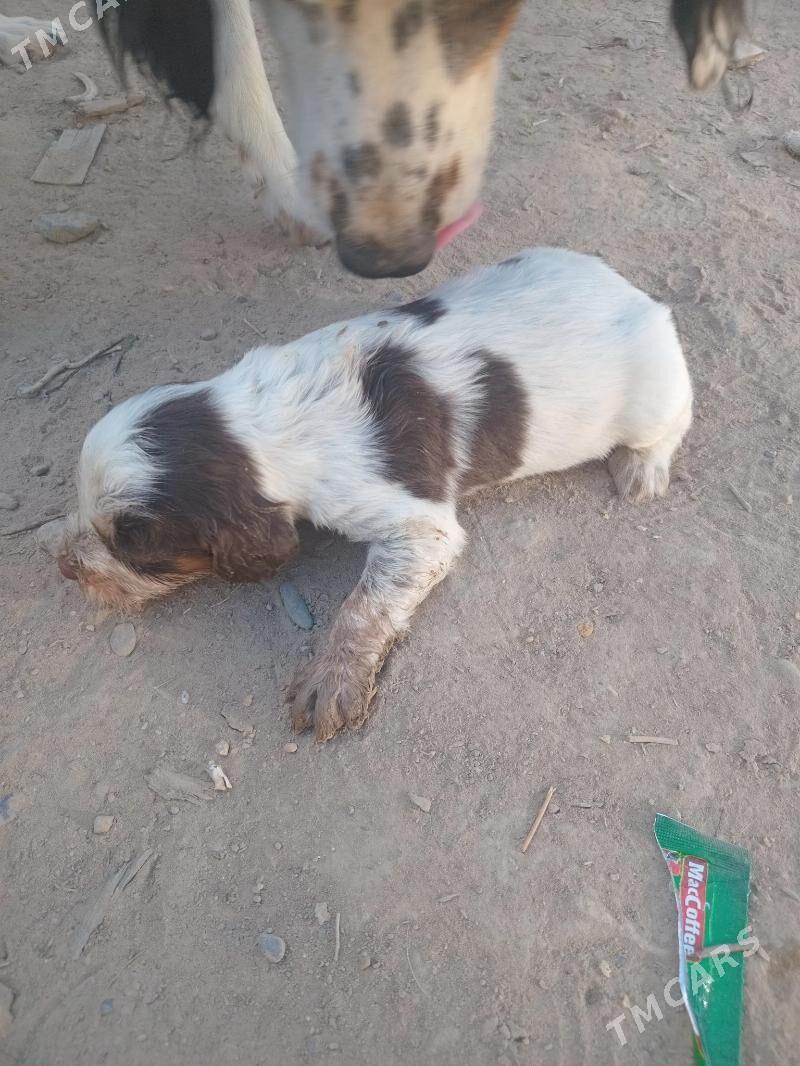 Awçy it - Mary - img 6