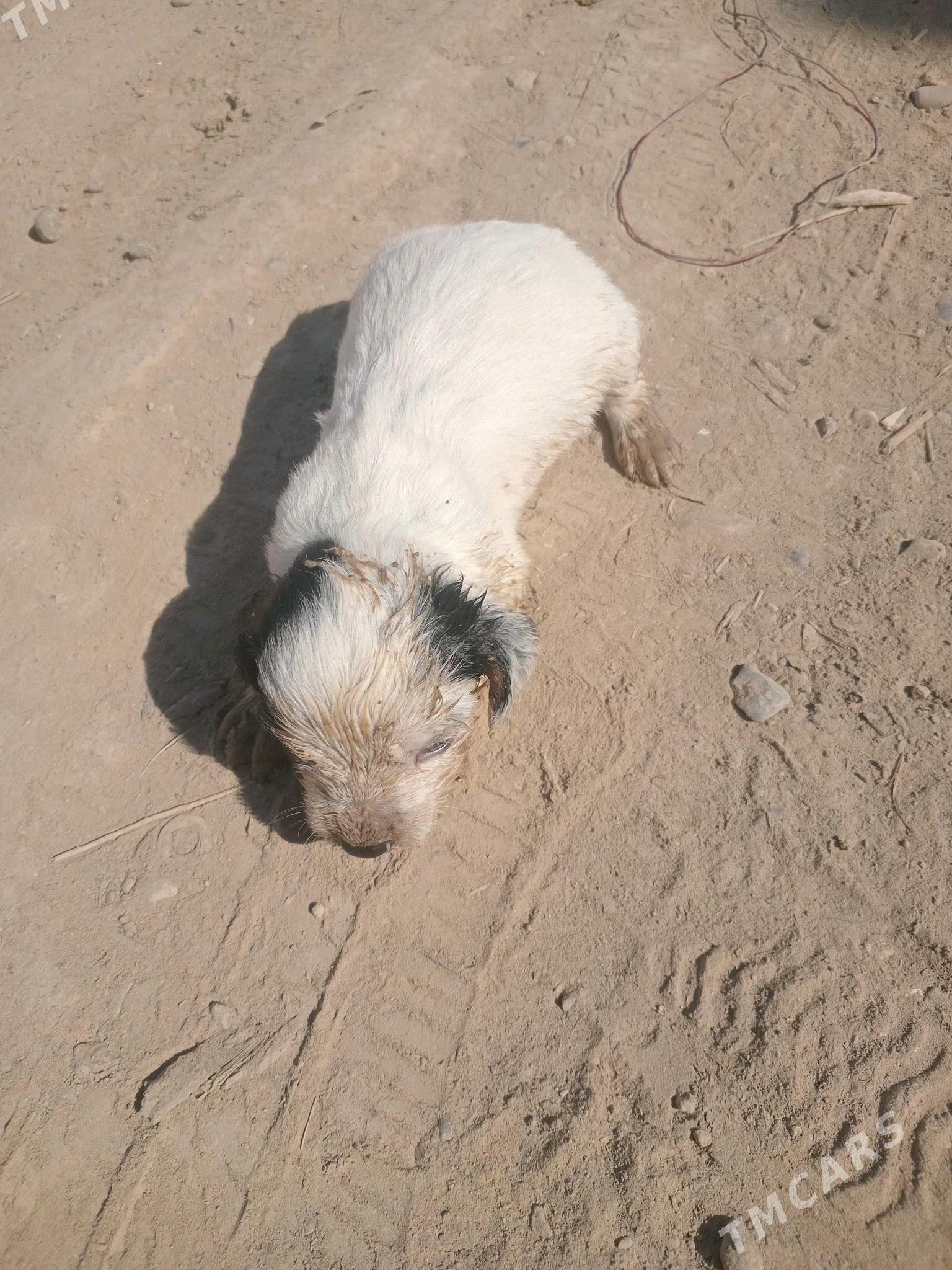 Awçy it - Mary - img 7