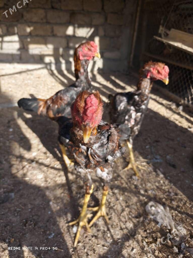 Taşkent Horaz - Чоганлы - img 4