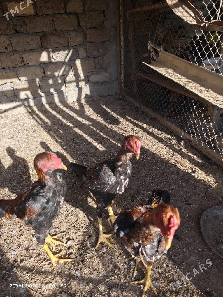 Taşkent Horaz - Чоганлы - img 2